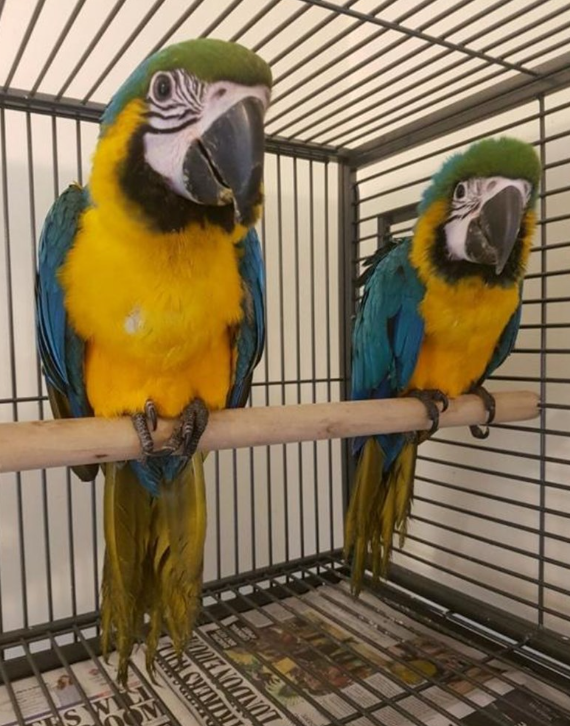 Blaugelber Ara