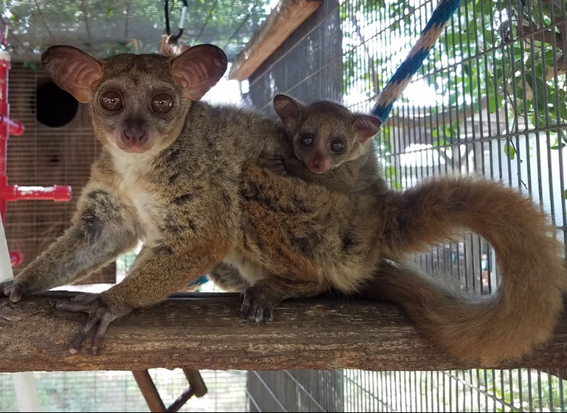 Bushbaby