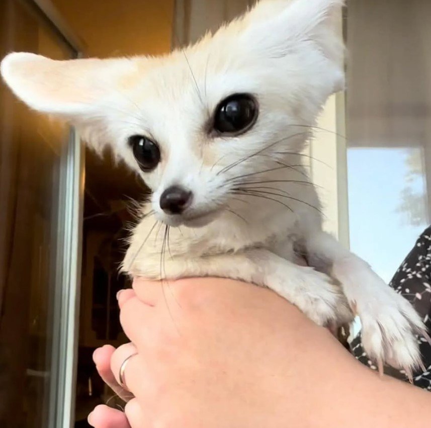 Fennek-Fuchs