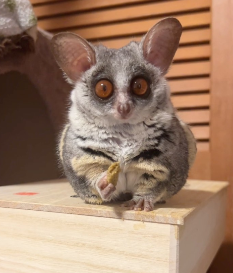 Galagos