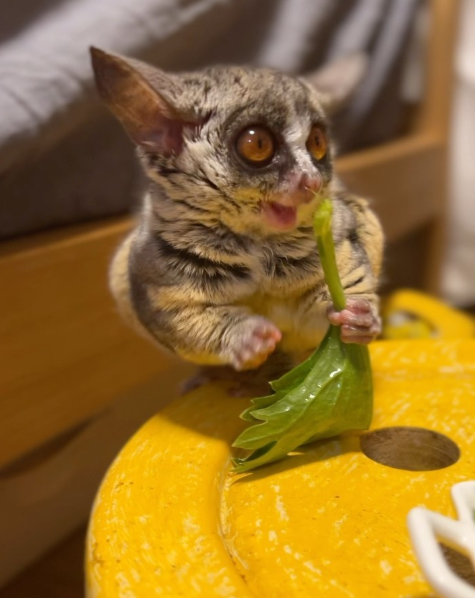 Galagos