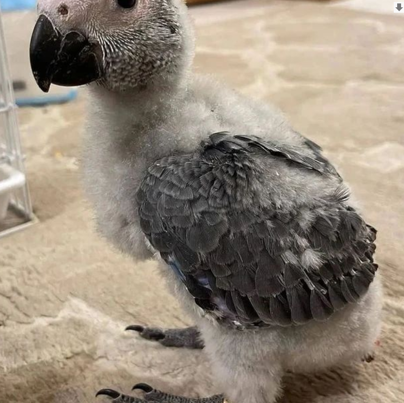 Graupapagei Portrait