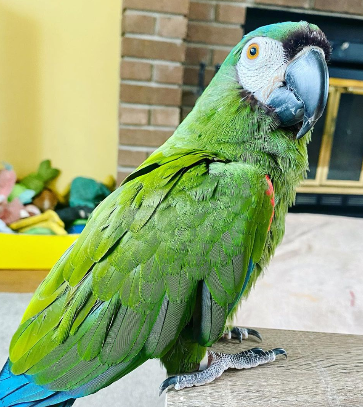 Soldatenara