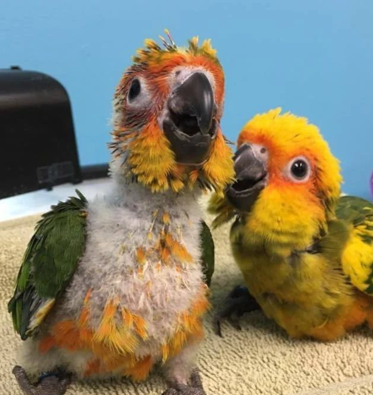 Caique