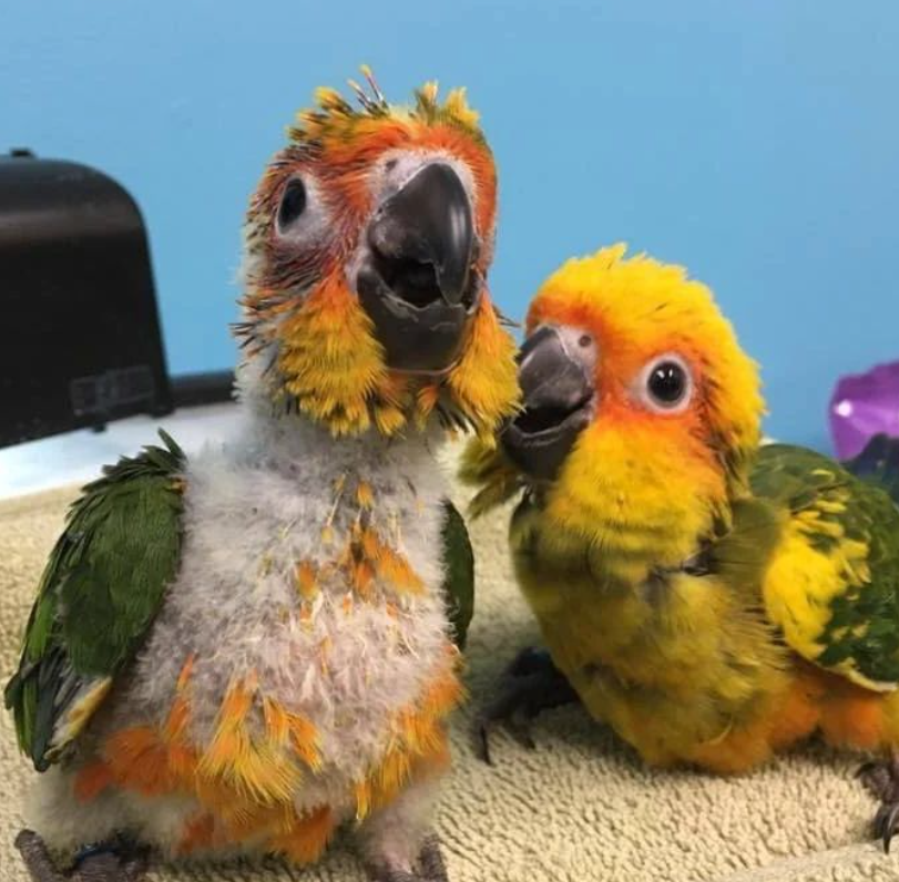 Conure