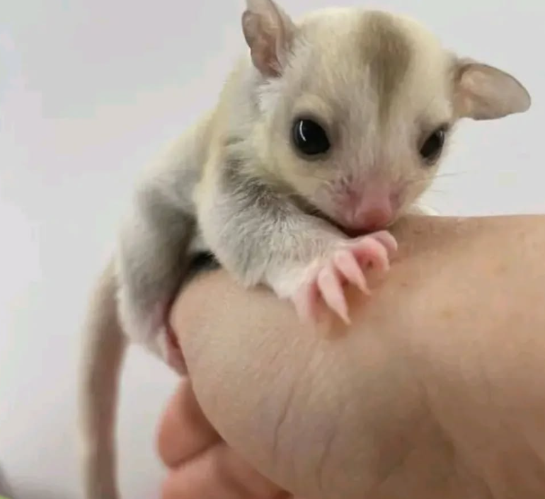Sugar Glider
