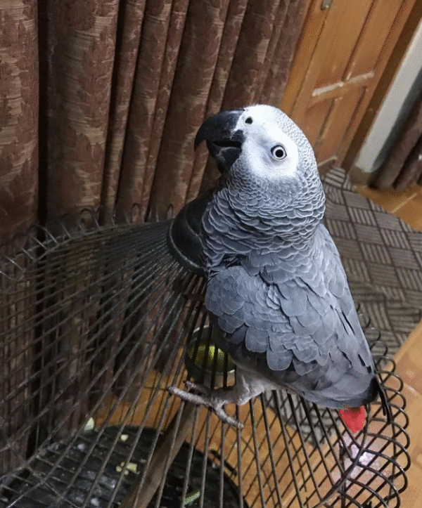 🦜 2 Jahre alte – Weibliche Graupapagei - Image 2