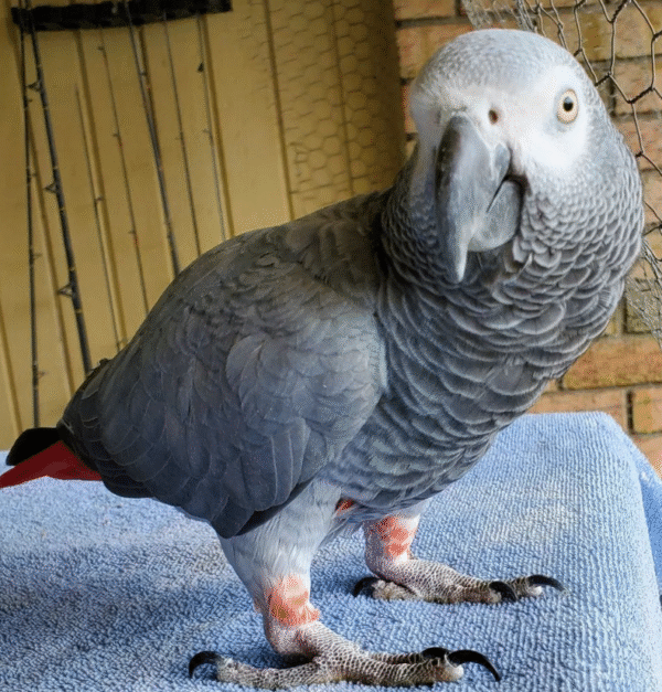 🦜 2 Jahre alte – Weibliche Graupapagei - Image 3