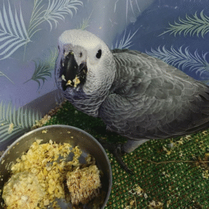 🦜 06 Monate altes – Paar (Männlich & Weiblich) Graupapagei