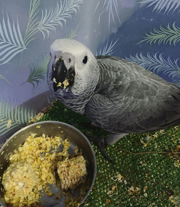 🦜 06 Monate altes – Paar (Männlich & Weiblich) Graupapagei
