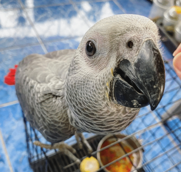 🦜 06 Monate altes – Paar (Männlich & Weiblich) Graupapagei - Image 2