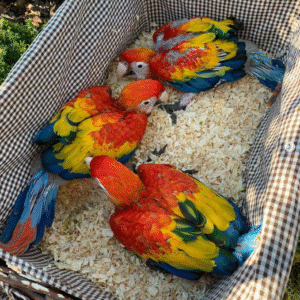 Roter Ara Papagei Zucht