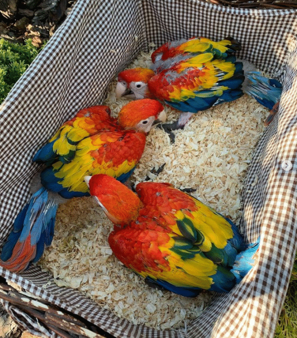 Roter Ara Papagei Zucht