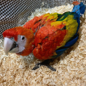 Exotische Vögel vom Züchter