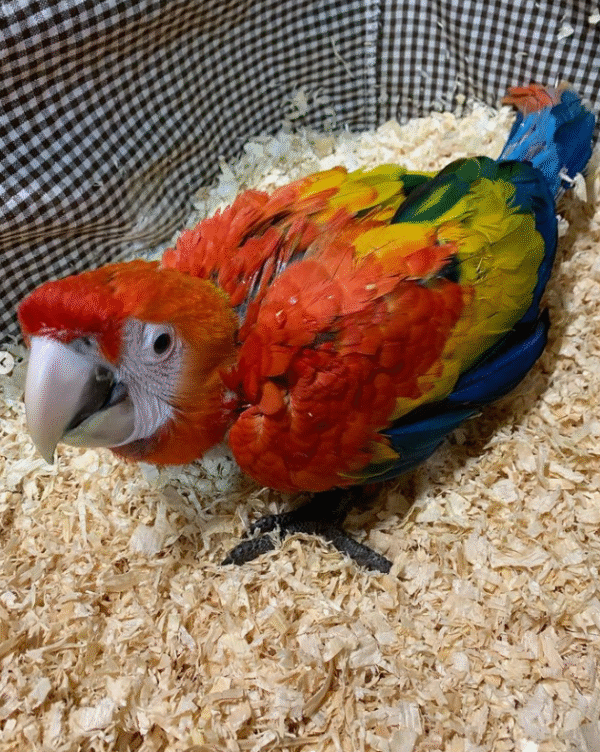 Exotische Vögel vom Züchter
