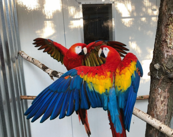 🦜 3 Monate alte – Weibliche Hellrote Ara Papagei - Image 2