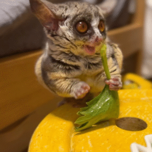 🩷Vusi – Weiblicher Galago (Bushbaby)