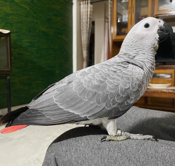 🦜 2 Jahre alter – Männlicher Graupapagei - Image 3