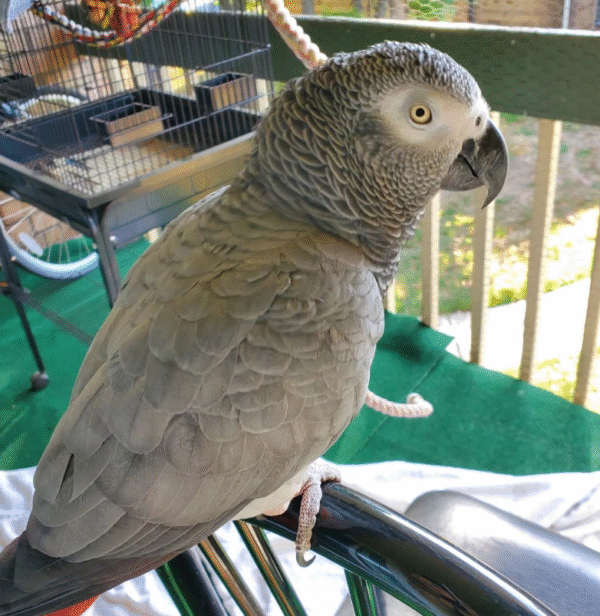 🦜 2 Jahre alter – Männlicher Graupapagei - Image 2