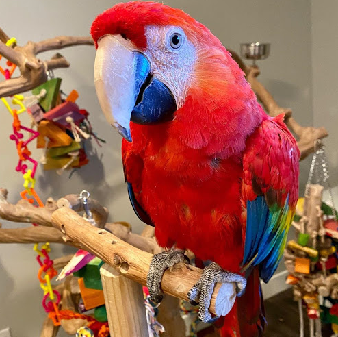 Handaufzucht Ara kaufen Europa