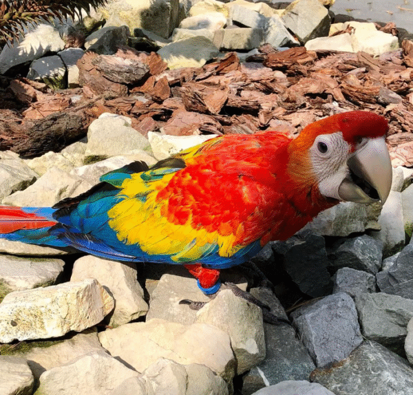 🦜 3 Monate alte – Weibliche Hellrote Ara Papagei - Image 3