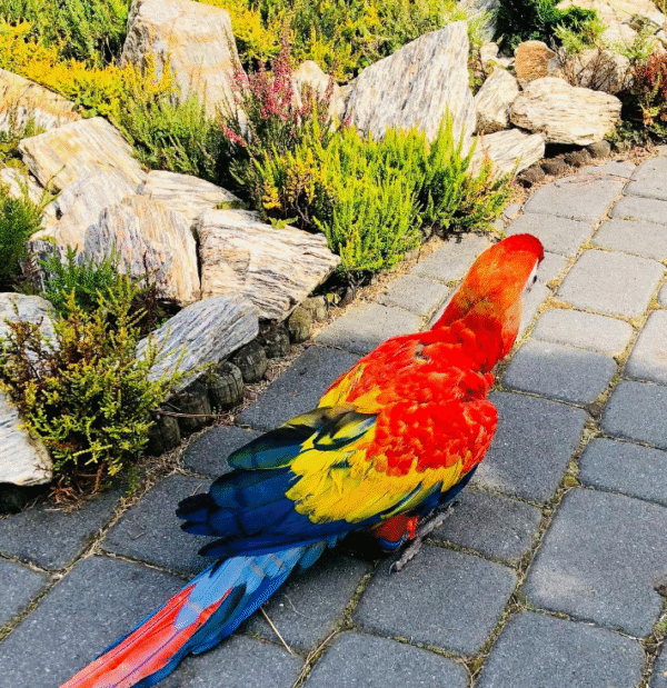 🦜 9 Monate alt – Weiblicher Hellroter Ara Papagei - Image 2