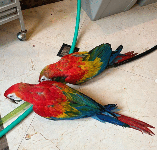 🦜 12 Monate alt – Paar (Männlich & Weiblich) Hellroter Ara Papagei - Image 2