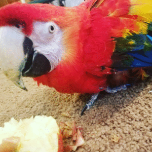 Ara Papagei kaufen Bayern