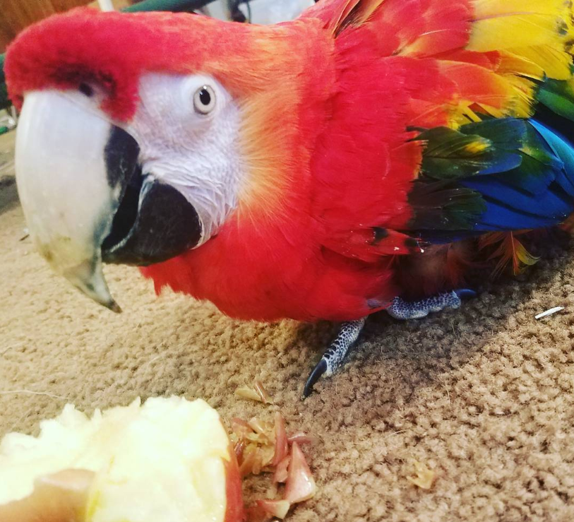 Ara Papagei kaufen Bayern