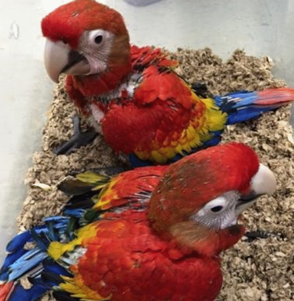 🦜 3 Monate alter – Männlicher Hellroter Ara Papagei - Image 2