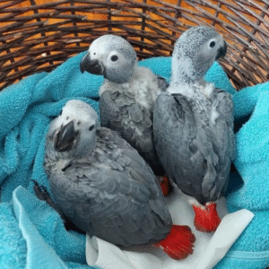 💖 3 Monate alt – Weiblicher Graupapagei (Afrikanischer Graupapagei)