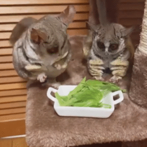 💖 Cindy – Weibliches Buschbaby (Galago)