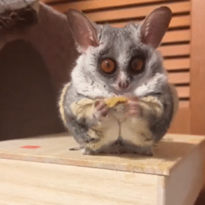 💚 Malaki – Männliches Buschbaby (Galago)