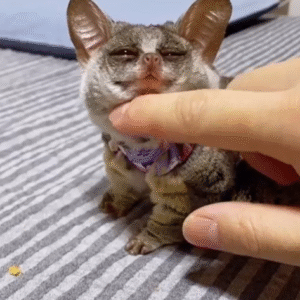 🦊Carla – Weiblicher Galago (Bushbaby)
