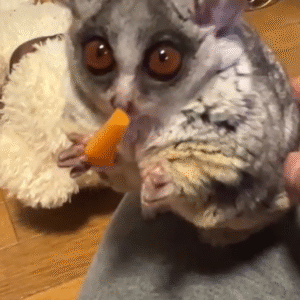 🩵 Bubu – Männlicher Galago (Bushbaby)