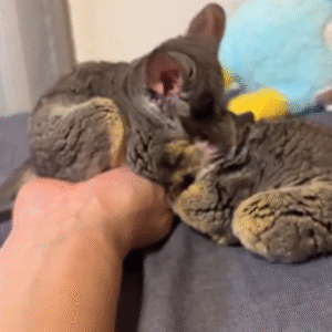 🦊 Max – Männlicher Galago (Bushbaby)