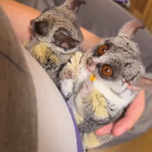 💙 Simon – Männlicher Galago (Bushbaby)