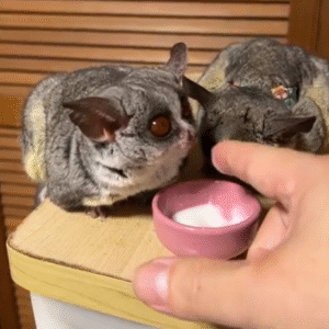 💖 Cindy – Weibliches Buschbaby (Galago)