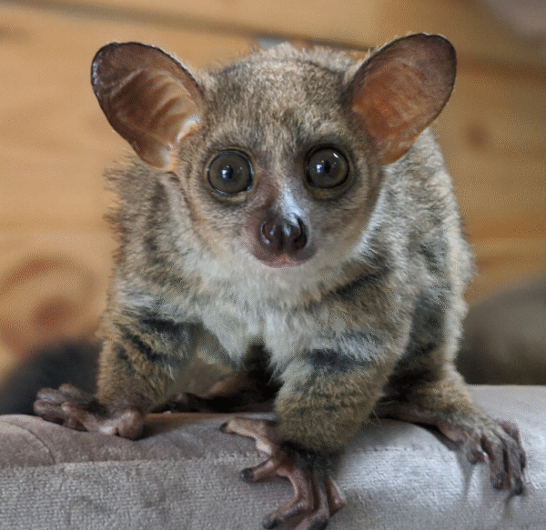 💙 Muchi – Männlicher Galago (Bushbaby) - Image 2