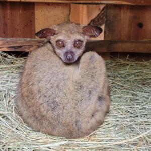 💖 Mai – Weibliches Buschbaby (Galago)