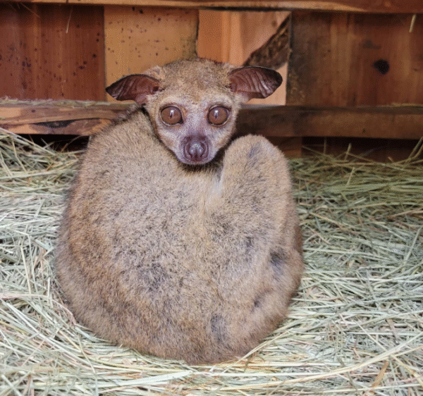 💖 Mai – Weibliches Buschbaby (Galago)