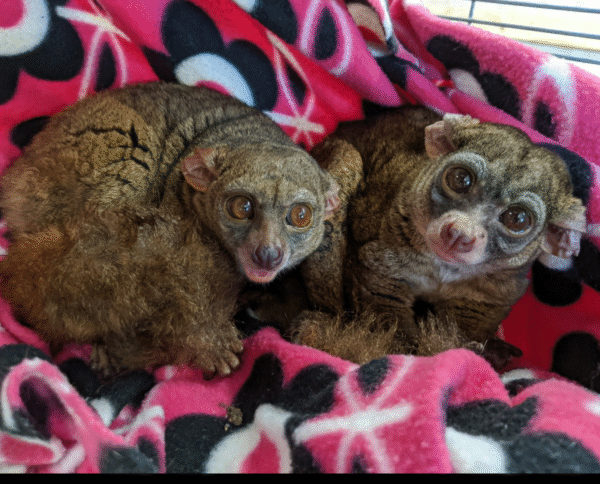 💖 Mai – Weibliches Buschbaby (Galago) - Image 3