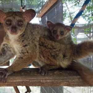 💙 Simon – Männliches Buschbaby (Galago)