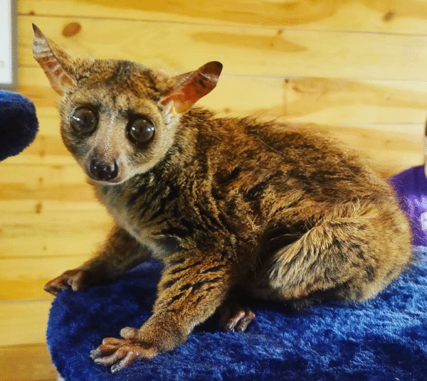 💖 Sibi – Weiblicher Galago (Bushbaby) - Image 2
