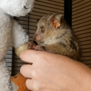 💖 Sibi – Weiblicher Galago (Bushbaby)
