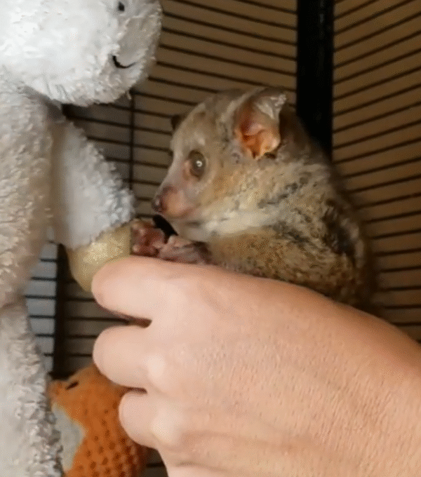 💖 Sibi – Weiblicher Galago (Bushbaby)