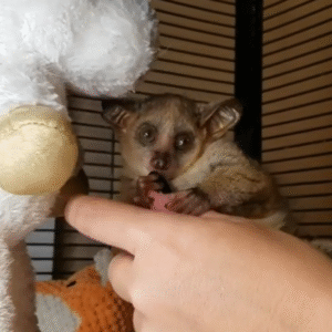 💙 Sam – Männliches Buschbaby (Galago)