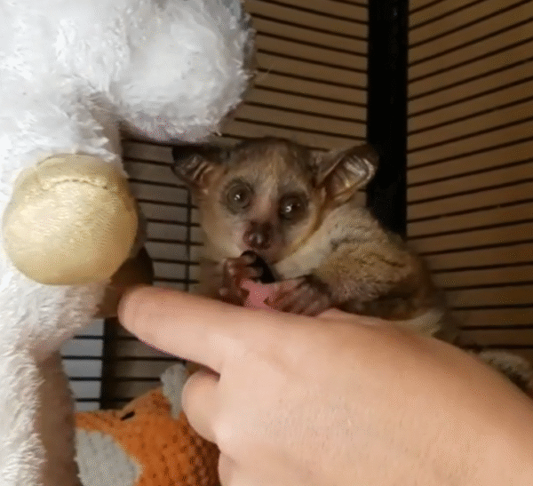 💙 Sam – Männliches Buschbaby (Galago)