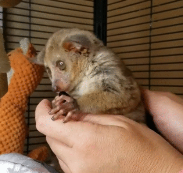 💙 Sam – Männliches Buschbaby (Galago) - Image 3