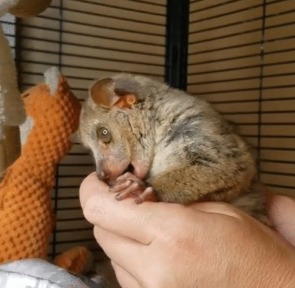 💙 Sam – Männliches Buschbaby (Galago) - Image 2